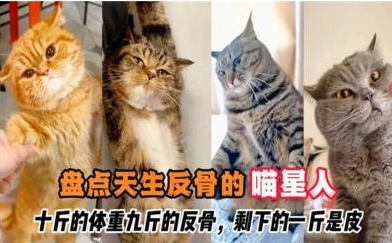 網(wǎng)絡(luò)用語(yǔ)十斤的小貓 九斤的反骨是什么梗