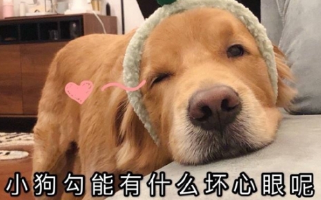 網(wǎng)絡(luò)用語狗勾能有什么壞心思呢是什么梗