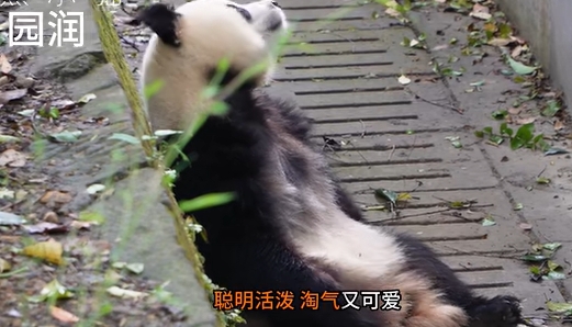 《抖音》小狗乖乖是什么梗
