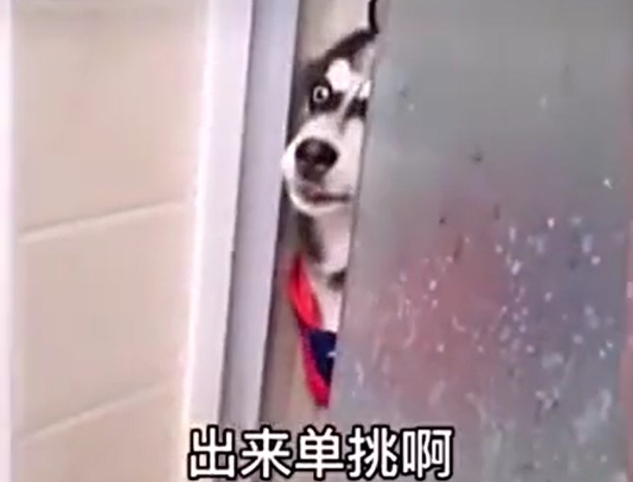 《抖音》二哈出來(lái)單挑啊是什么梗
