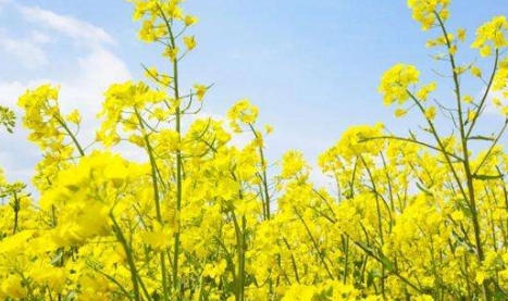 網(wǎng)絡用語油菜花是什么梗