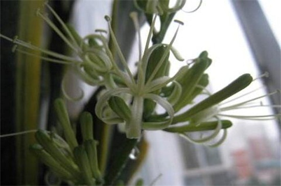 虎皮開花是好兆頭嗎