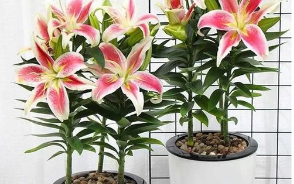養(yǎng)百合花為什么要剪掉花蕊?怎么養(yǎng)護(hù)百合花?