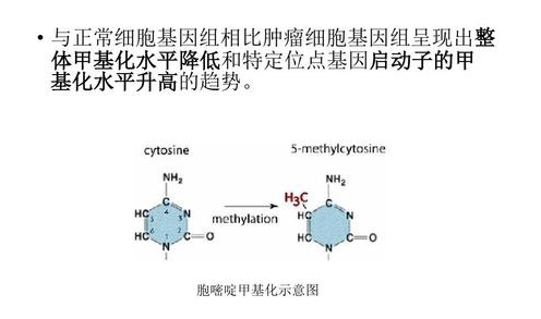 抖音啃甲DNA是什么梗
