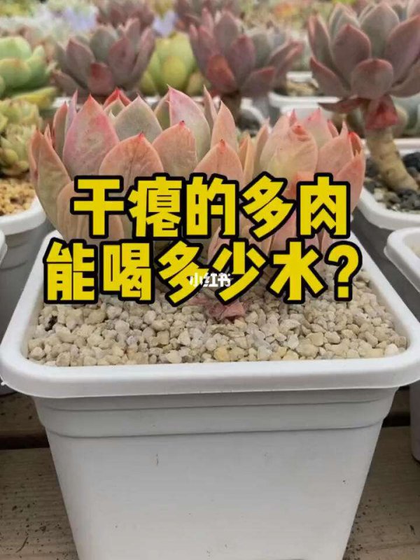 多肉喜歡水還是不喜歡水