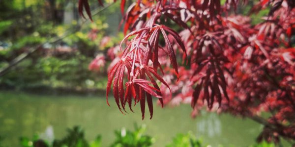 紅楓開花是怎么回事