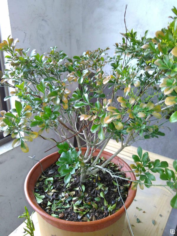 米蘭花不開(kāi)花什么原因