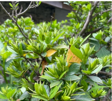 梔子花苞一直不開花是什么原因