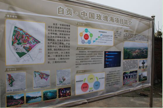 投資2.8億 自貢將建“中國玫瑰海”