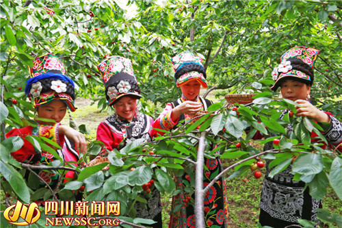 茂縣櫻桃進(jìn)入早期采摘季快快來(lái)嘗鮮