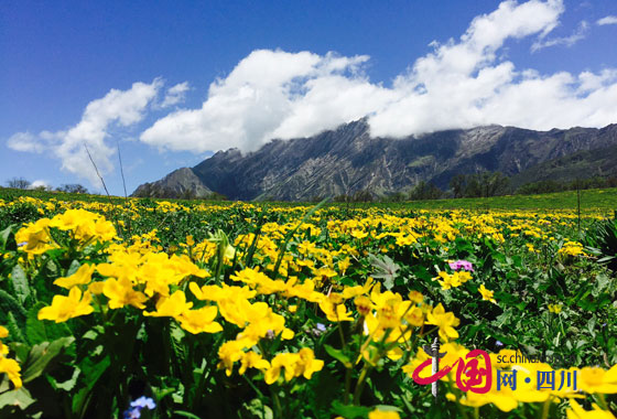 茂縣九鼎山開啟花海模式