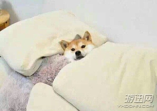 虐狗無處不在 國外男子E3展現(xiàn)場求婚太感人