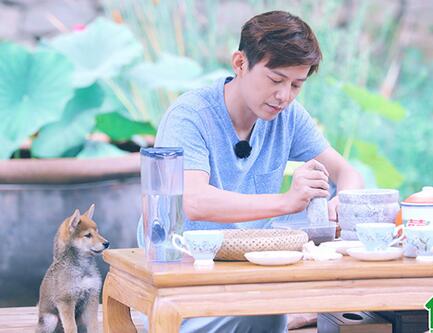 向往的生活小H什么品種 田園犬品種及習(xí)性介紹