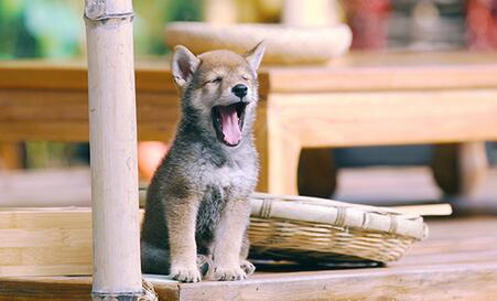 向往的生活小H什么品種 田園犬品種及習(xí)性介紹
