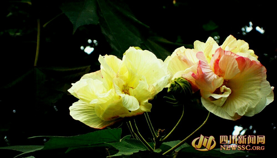 ܽػ_(ki)\C ɶлʢ_(ki) һȥpܽذ