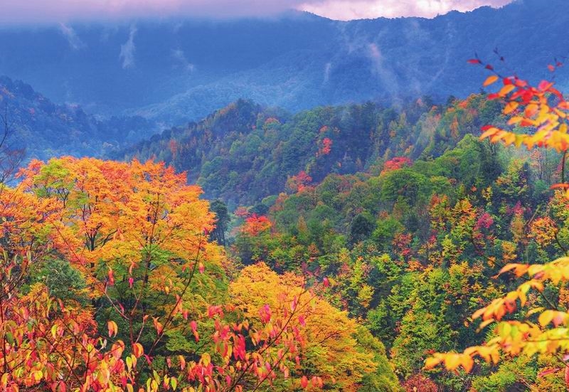 太美了!四川紅葉進(jìn)入最佳觀(guān)賞期