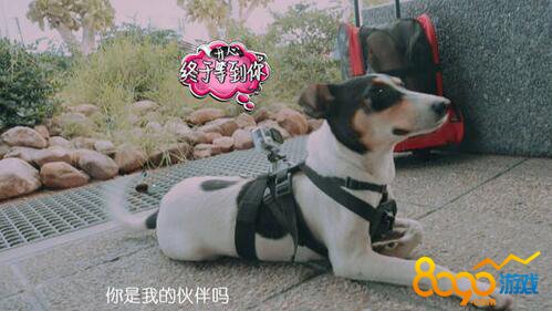 花兒與少年第三季小狗